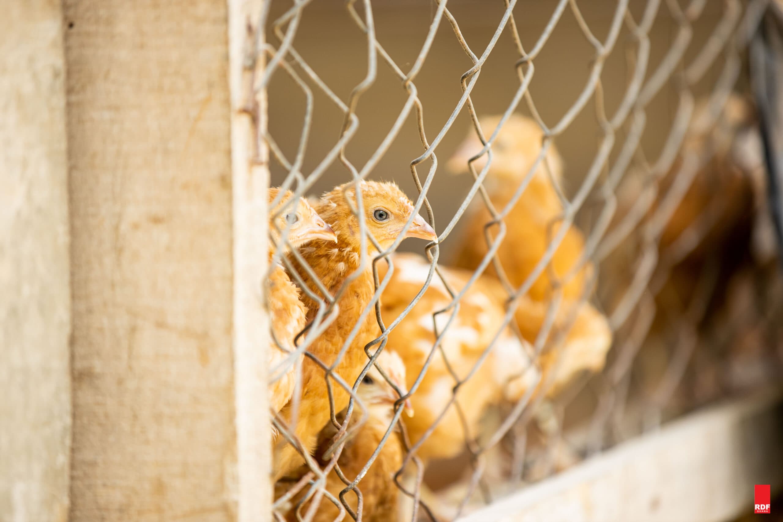 RDF Ghana field activity