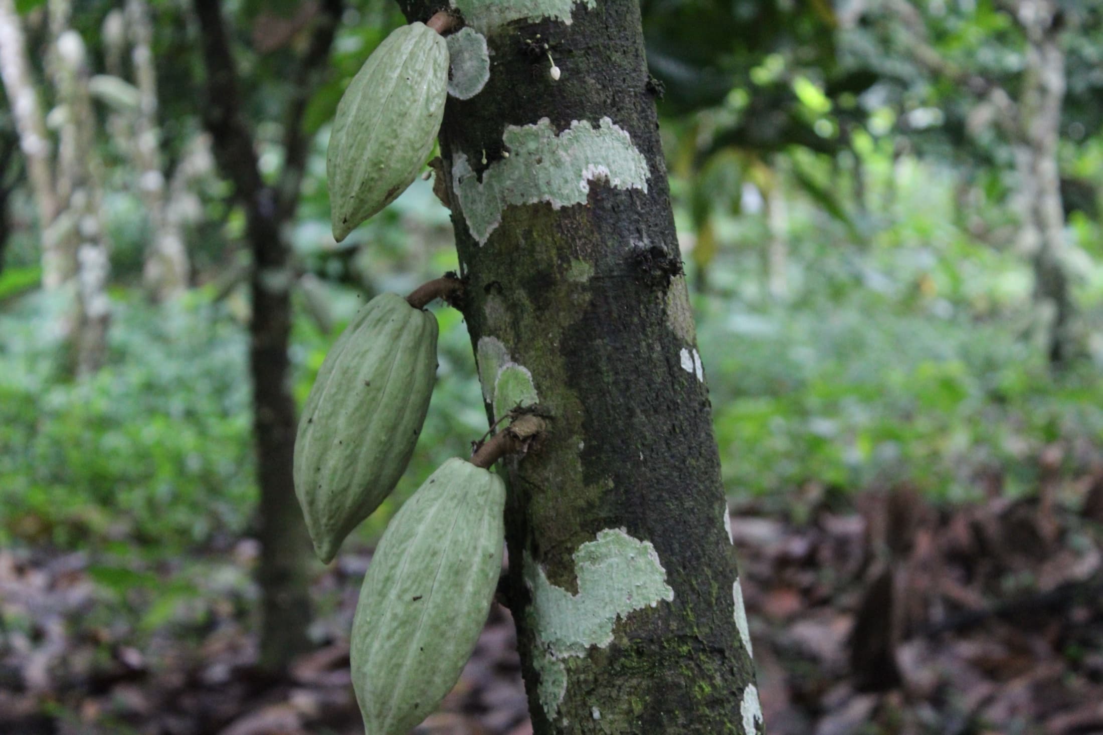 RDF Ghana event moment